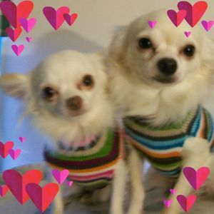 Meet your Posher, Robin